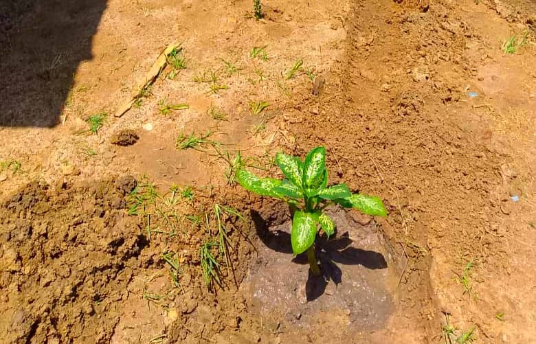 Environmental Protection